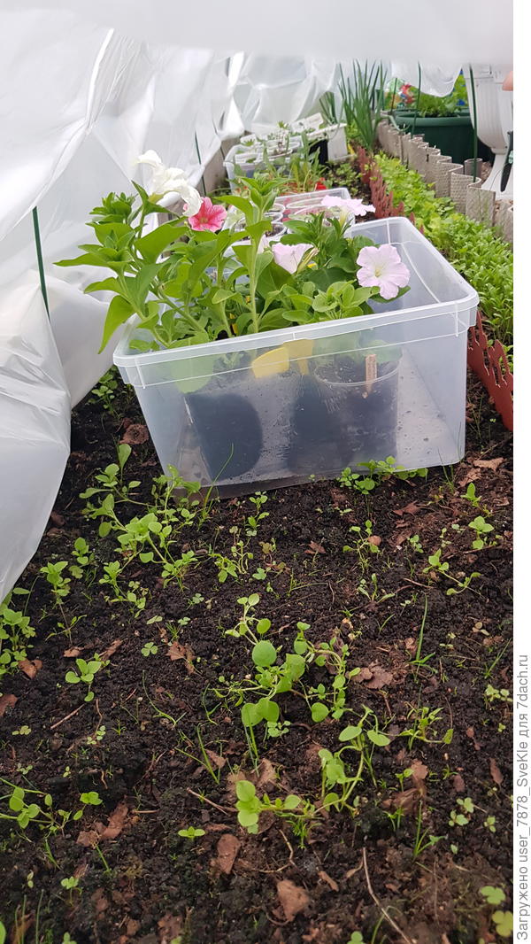 На огуречной грядке лотки с рассадой цветочков