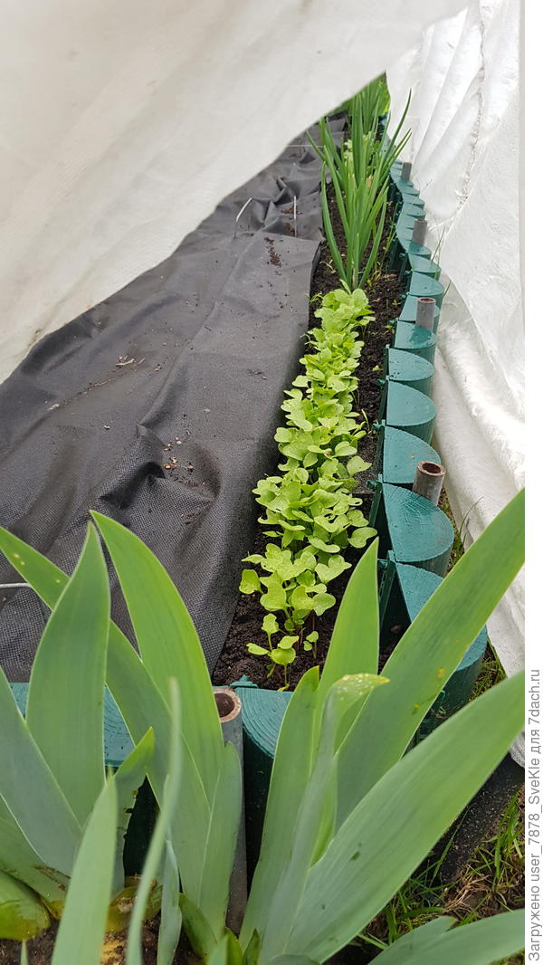 Пока в кабачковой грядке редиска и лук