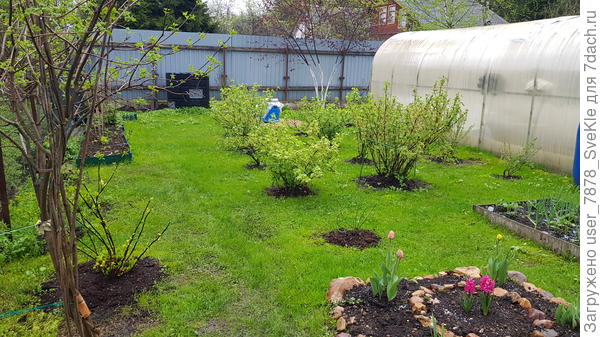 Смородинаи крыжовник