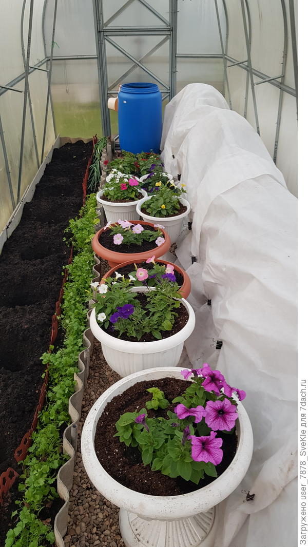 В теплице аромат стоит, хоть топор вешай)