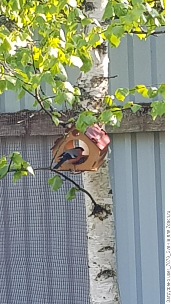 Новые кормушки птичкам понравились)