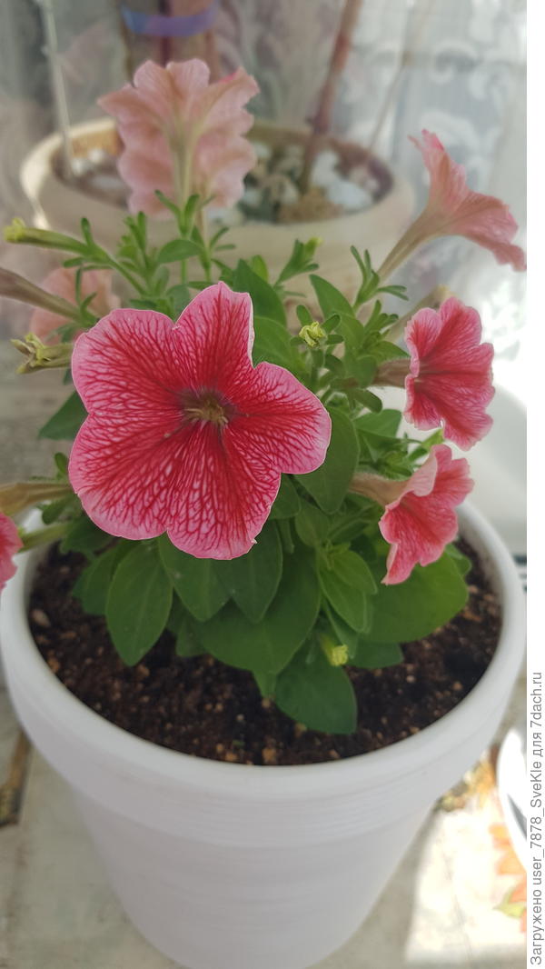 На балконе петуния городская компакт f1 клубничная от Аэлиты цветет и напоминает о дачке🤗