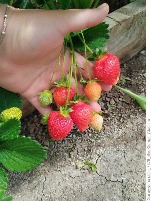 У подружки 5 кустиков в теплице растут. Вот уже какая. Фото от вчера)