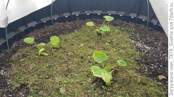 Под дугами и лутрасилом, ибо от солнца вешают уши. Посадили неделю назад рассадой.