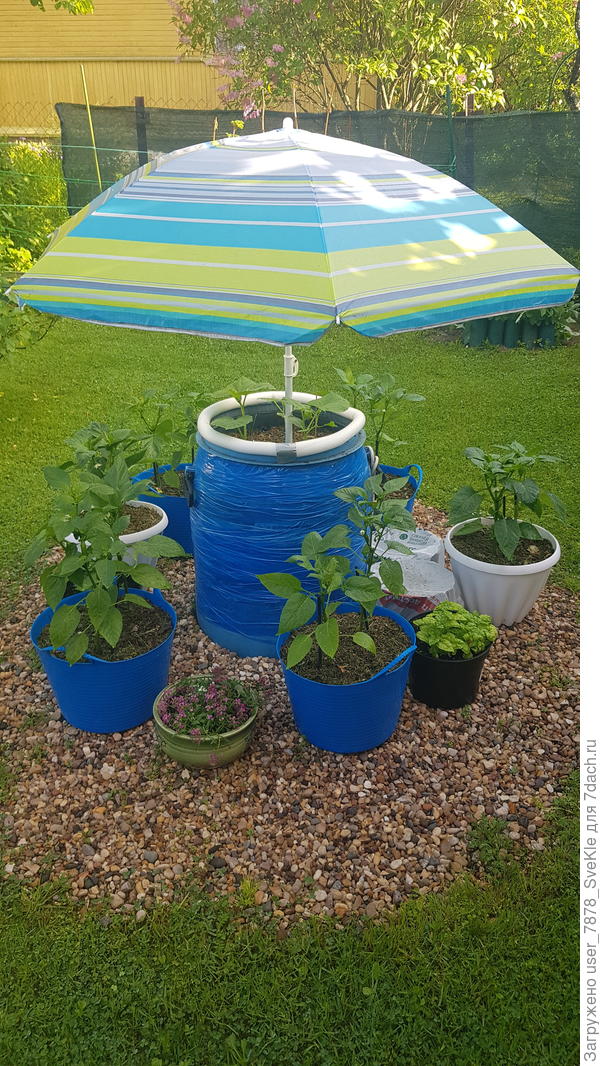 Вот! Наш контейнерный огород!