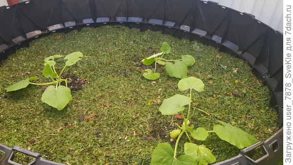 Тыквы, кстати тоже к нему относчтся - растут в компостере. Компостер - тоже контейнер 😊