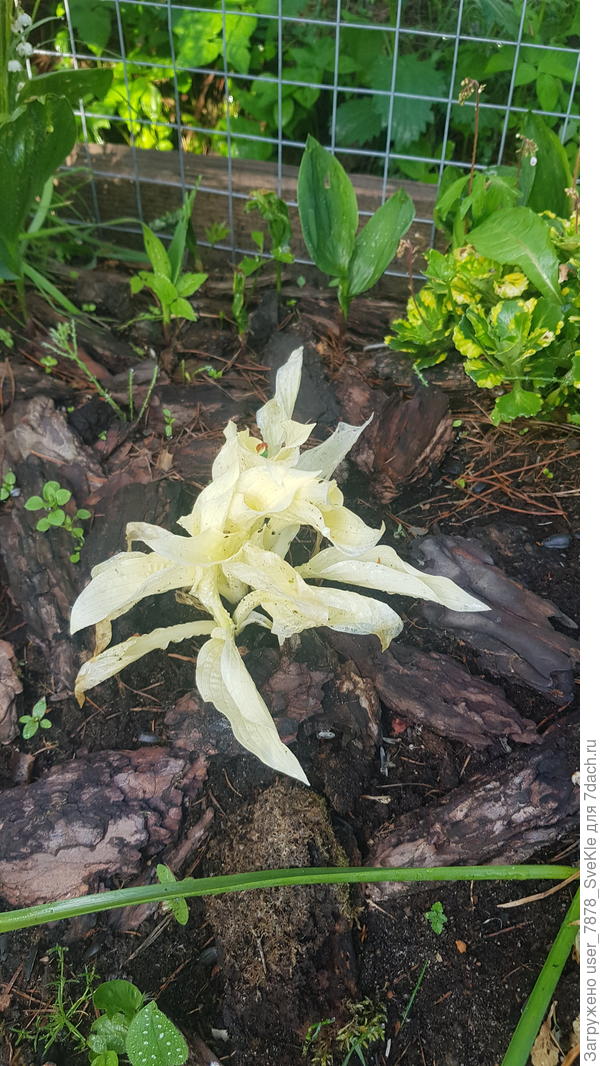 Белая хоста. Что ей нужно вообще?