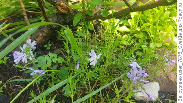 Птица Феникс, восстающая из пепла - флокс шиловидный