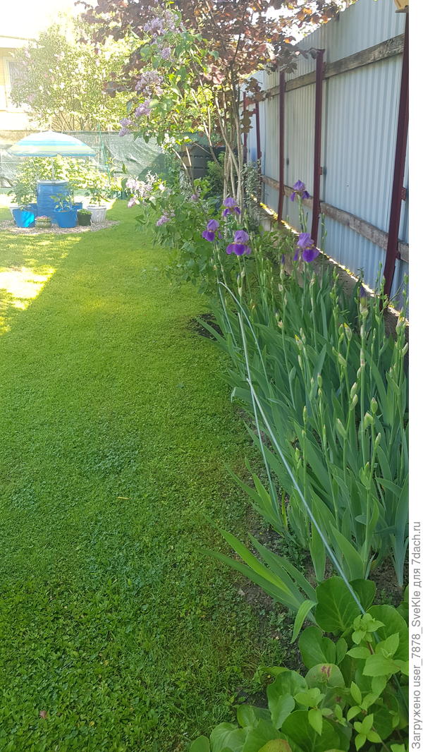 Подпирала дугами ирисы, чтобы после дождя не вываливались в траву
