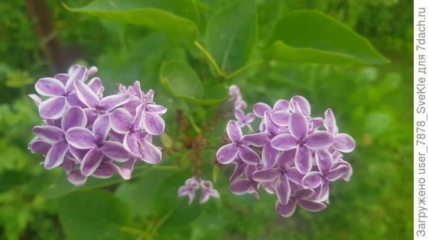 Сирень Сенсация. Вот она эта белая каёмочка!