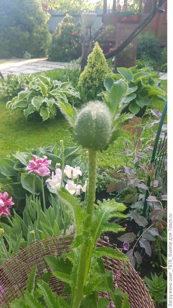 Мак высунул свой перископ