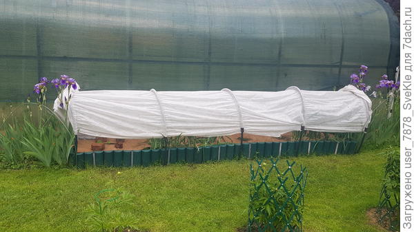 Занавес. Кабачки высажены.