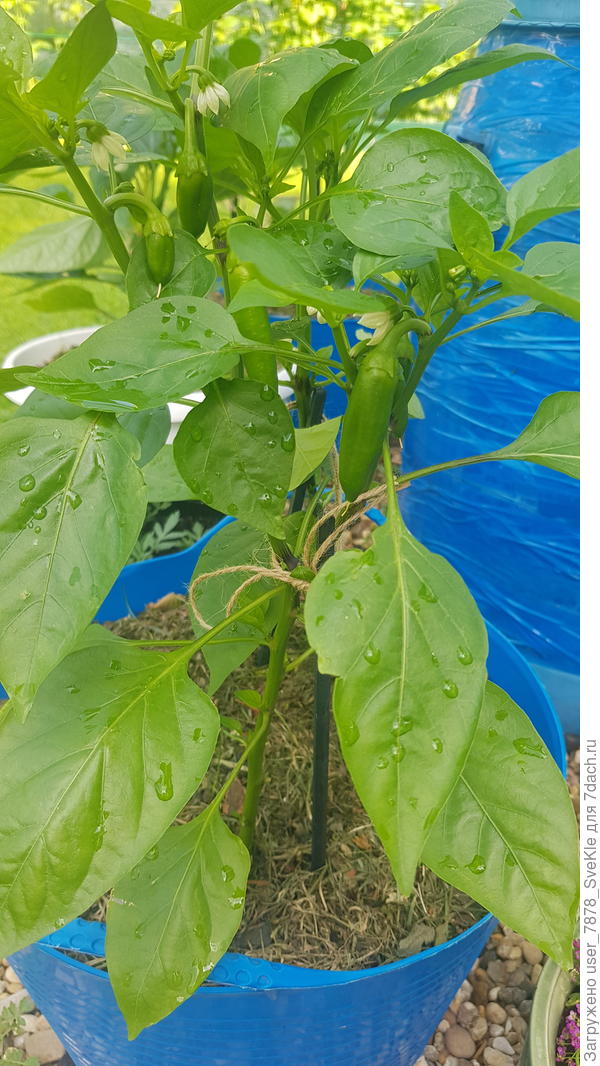 Перцы, млин! 😃