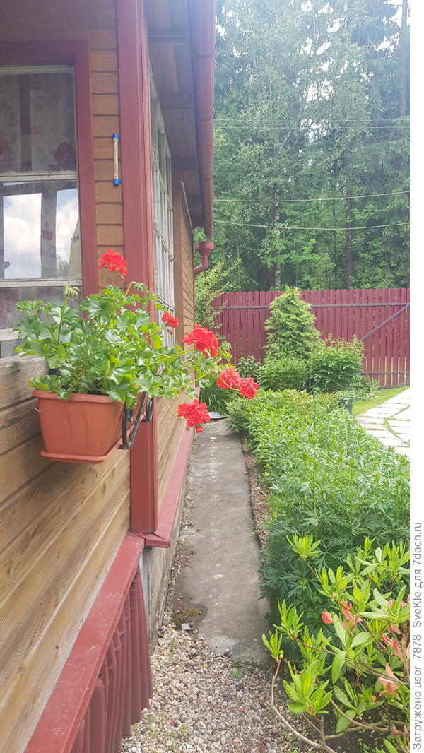 Пеларгонии в ящиках проявляют завидную засухоустойчивость!