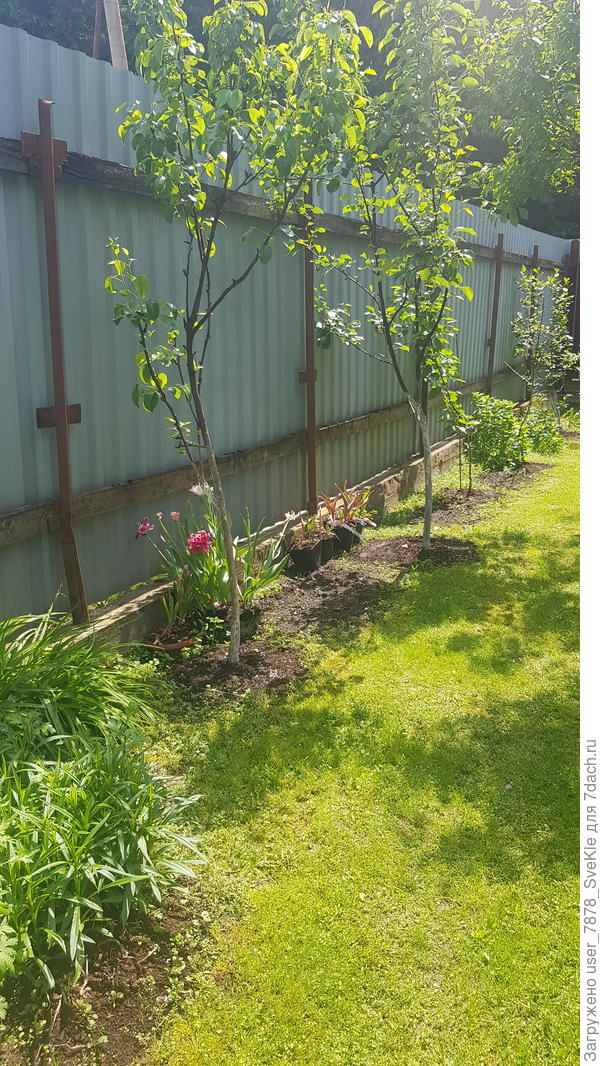 Что бы высадить гладиолусы, нужно для начала пройтись с тачкой и выкопать тюльпаны в контейнерах. Но это быстро. Тюльпаны выставлены за дом к забору на дозаривание