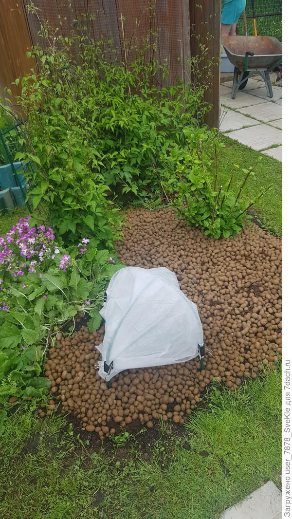 Посажены и притенены 2 черенка крупнолистной гортензии 🤞🤞