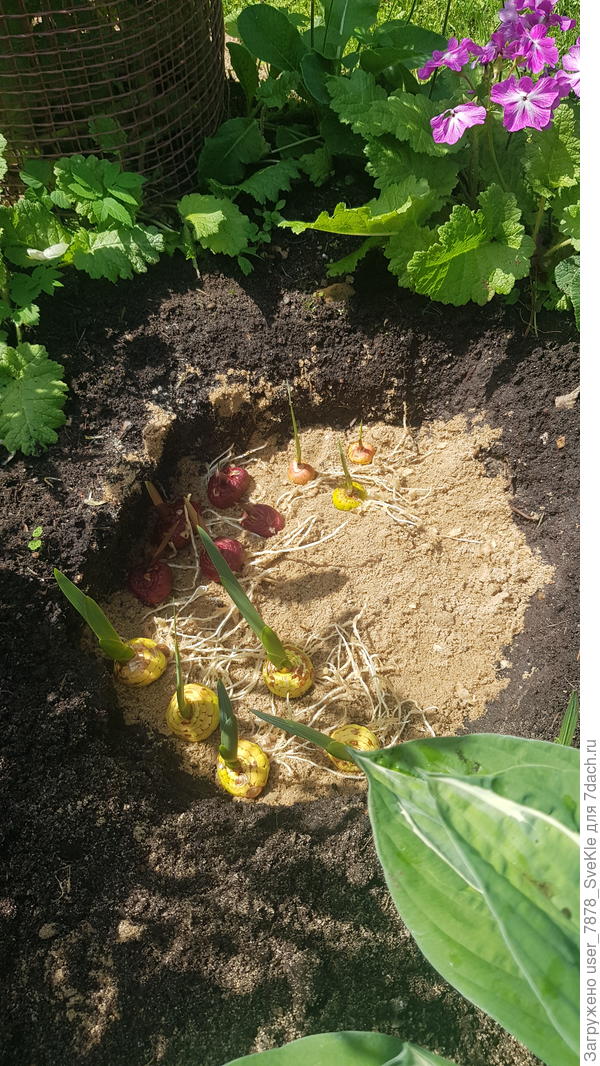 Вон какие корнищи! Проращивание на опилках - веСЧЬ👍