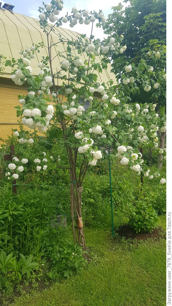 После ливня помпоны Буль де неж намокли, и калина приобрела плакучую форму. Пришлось подпереть рогатиной для яблонь.