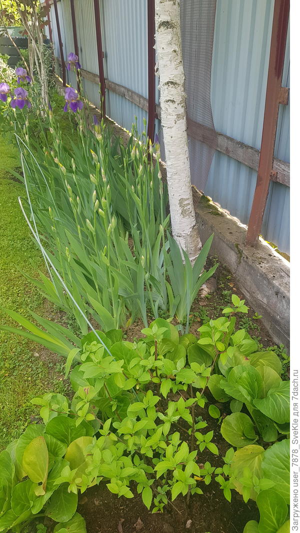 И кто на форуме говорил, что под березами ничего не растет?..