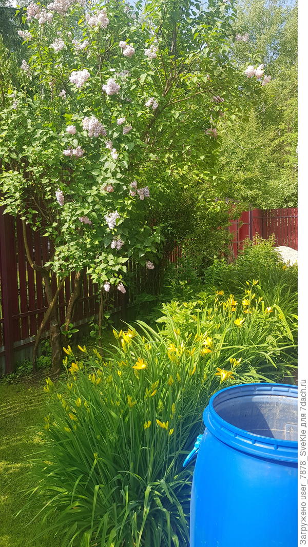 Зацветают старые лилейники