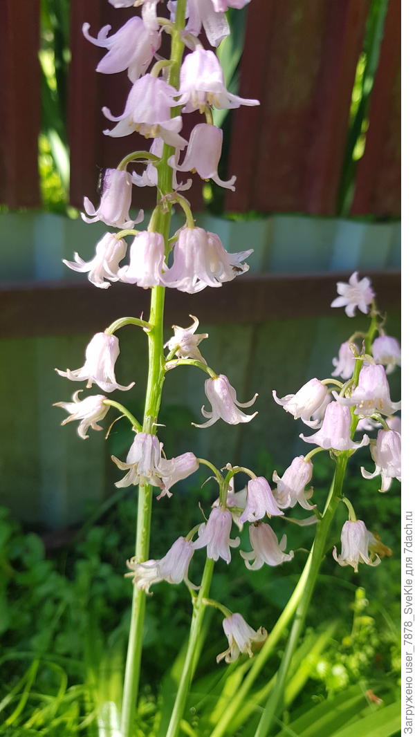 Соцветия крупным планом