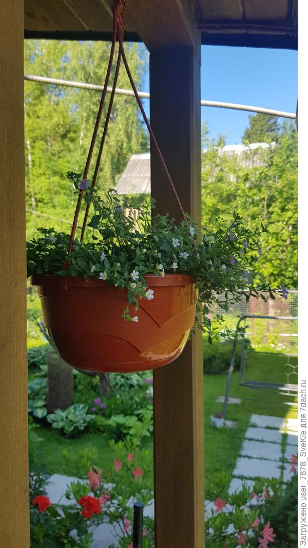 Удобрила Агриколой. Посмотрим.