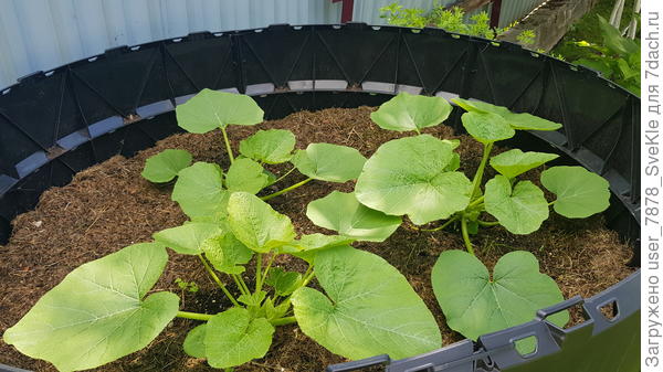 Привет от трёх тыкв Оранж саммер