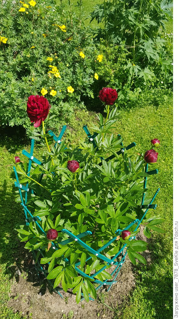 Первым пошел, как всегда, Ред грейс