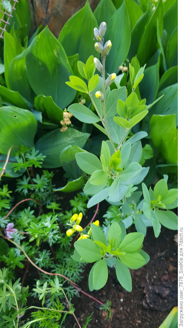 Слева чуток гераньки видно