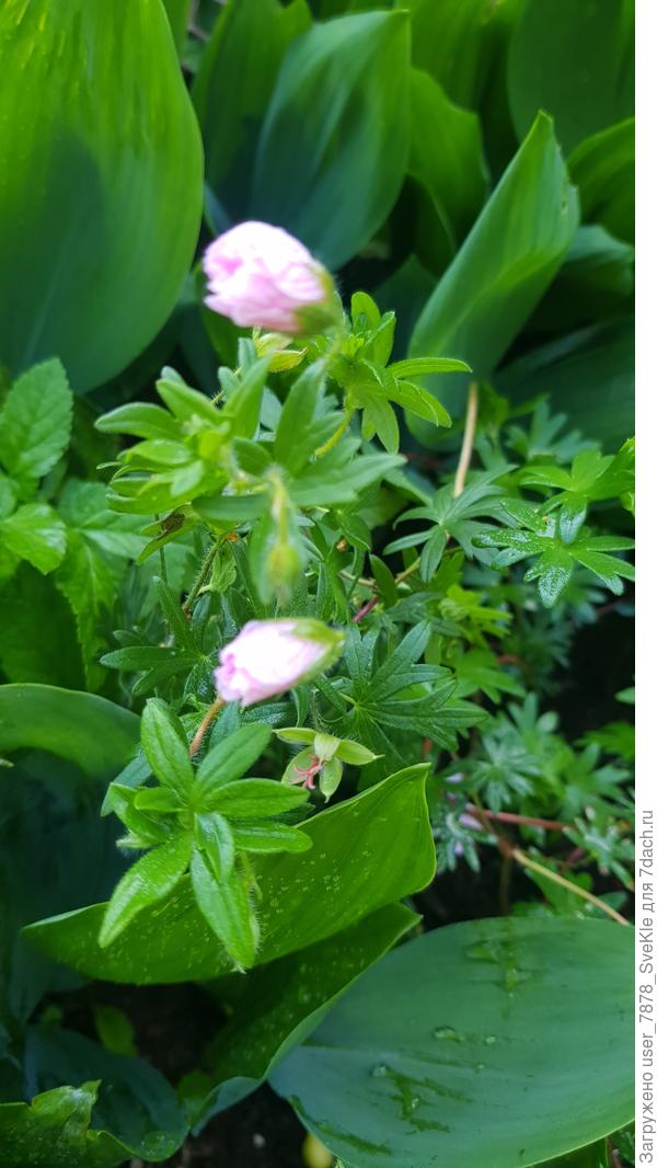 Розовенькие бутончики