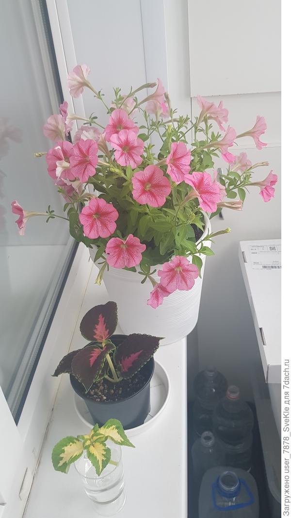 Утренняя &quot;прогулка&quot; в пижаме на балкон с секатором- обрезать отцветшие цветочки. Психотерапия 😇