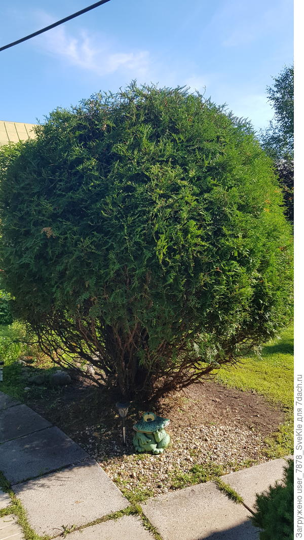 Результат всем понравился. Стржку проводили очень весело, вспоминая, что эта туя притерпевала в процессе детских игр. И как вообще ей удалось выжить?!😅