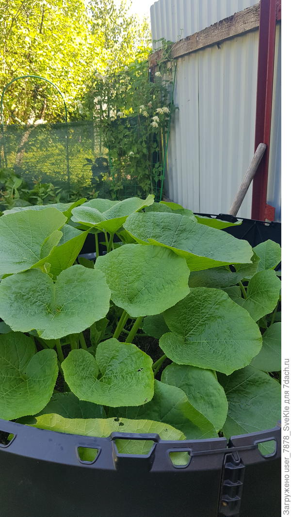 Марина, привет твоим тыквам!