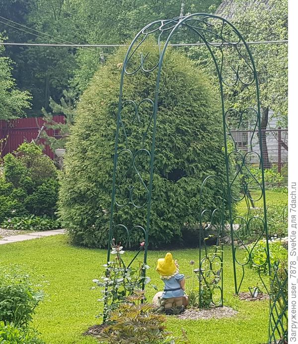 Своей макушкой она уже до провода дотянулась. По дорожкам невозможно уже бвло пройти, ибо она и вширь разрослась.