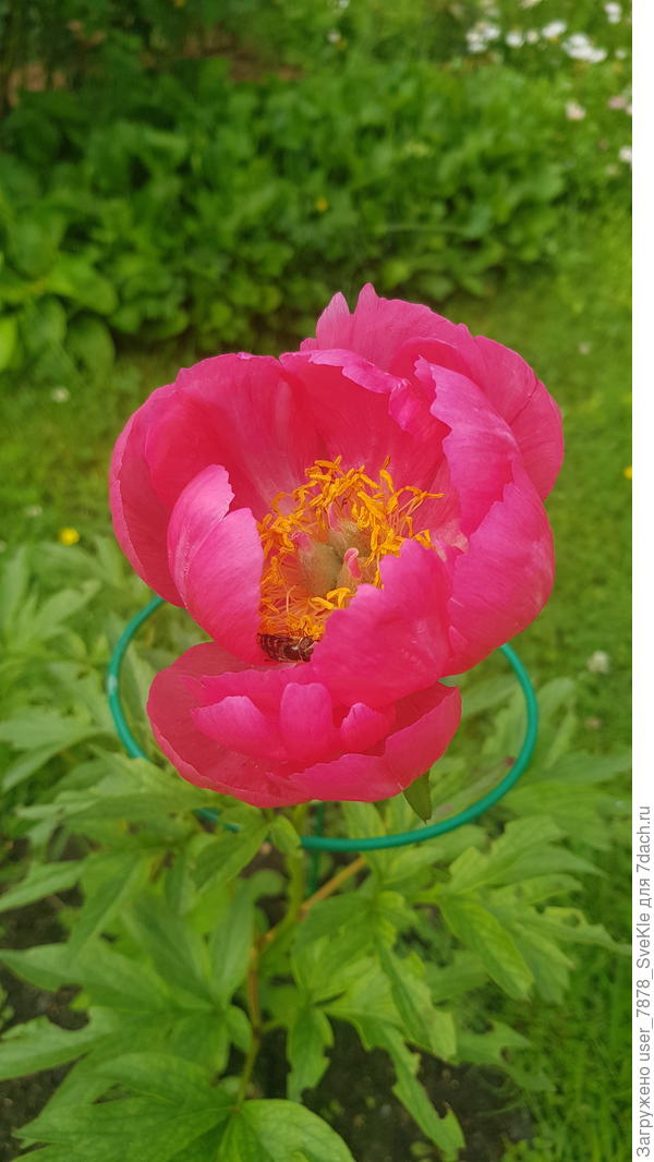 Цитерия - единственный цветок первого цветения