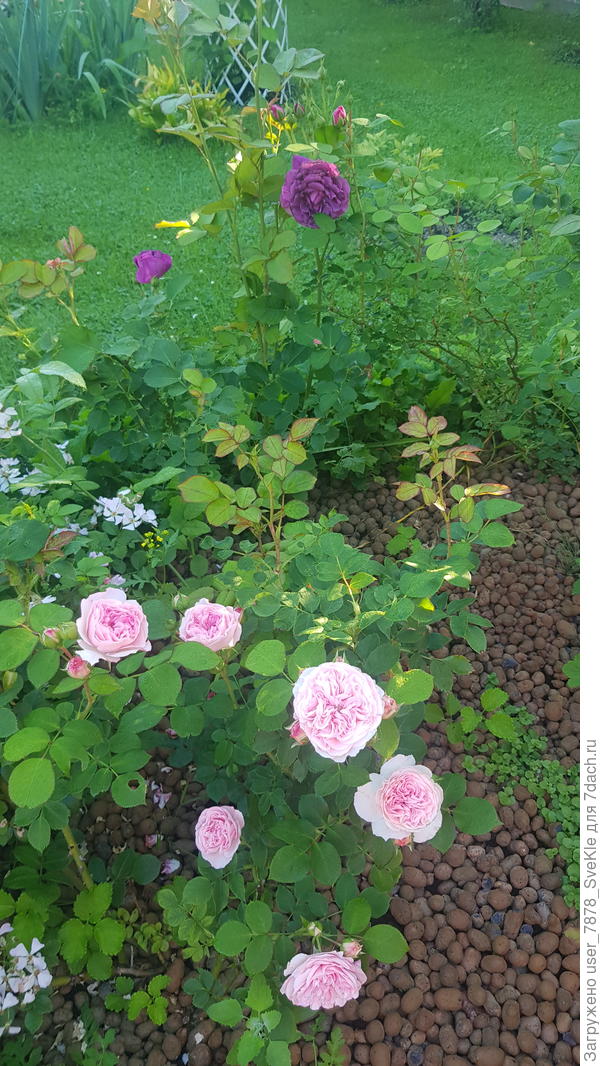 Розочки начинают первое цветение