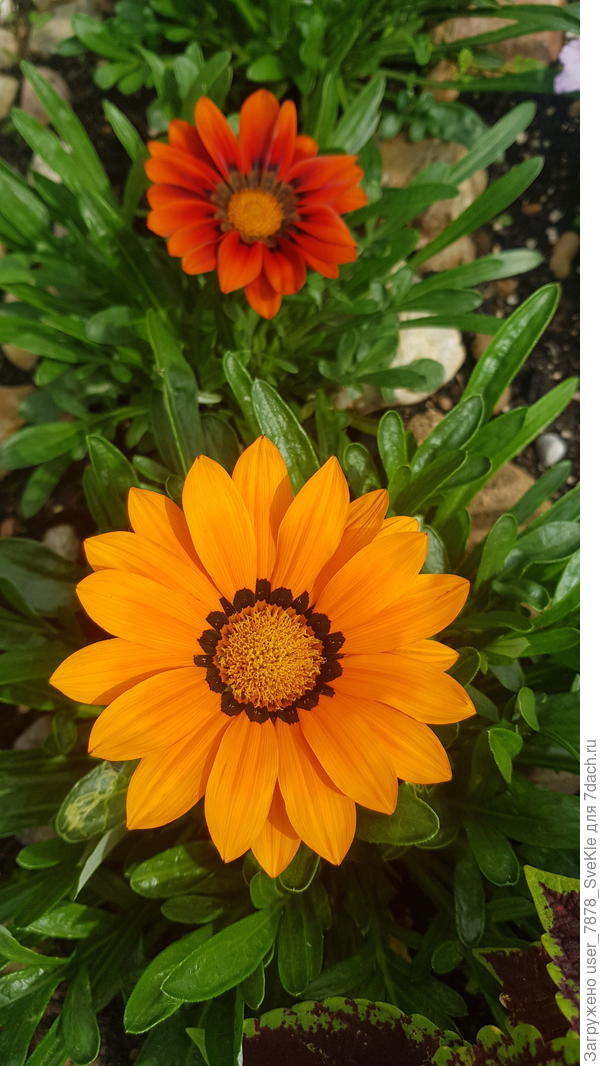 Апельсиновые на данном этапе особенно меня впечатляют 🧡