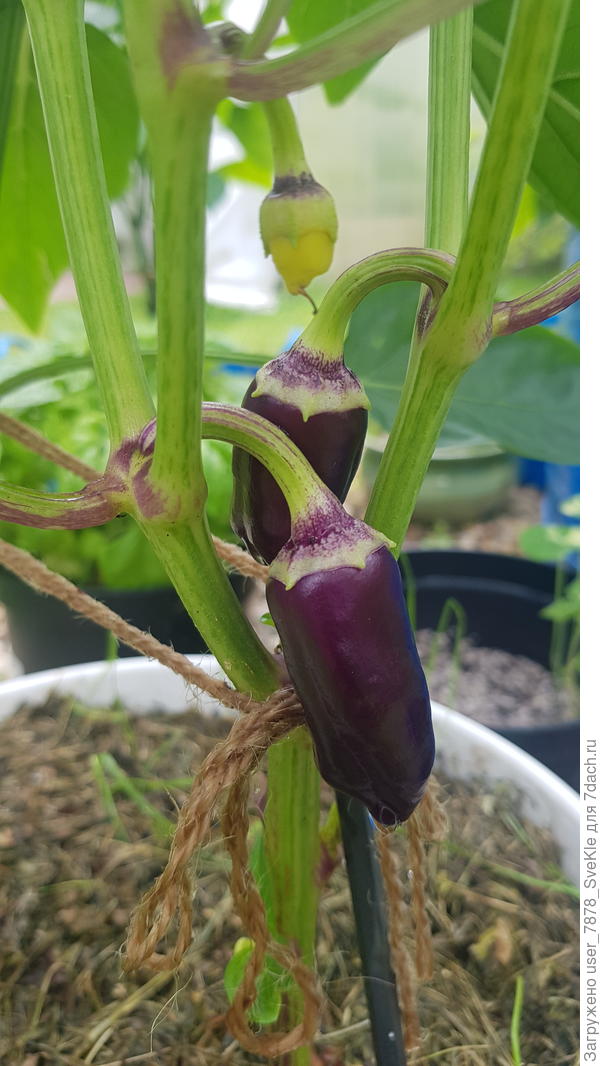 Перец сладкий от Аэлиты Большая семья