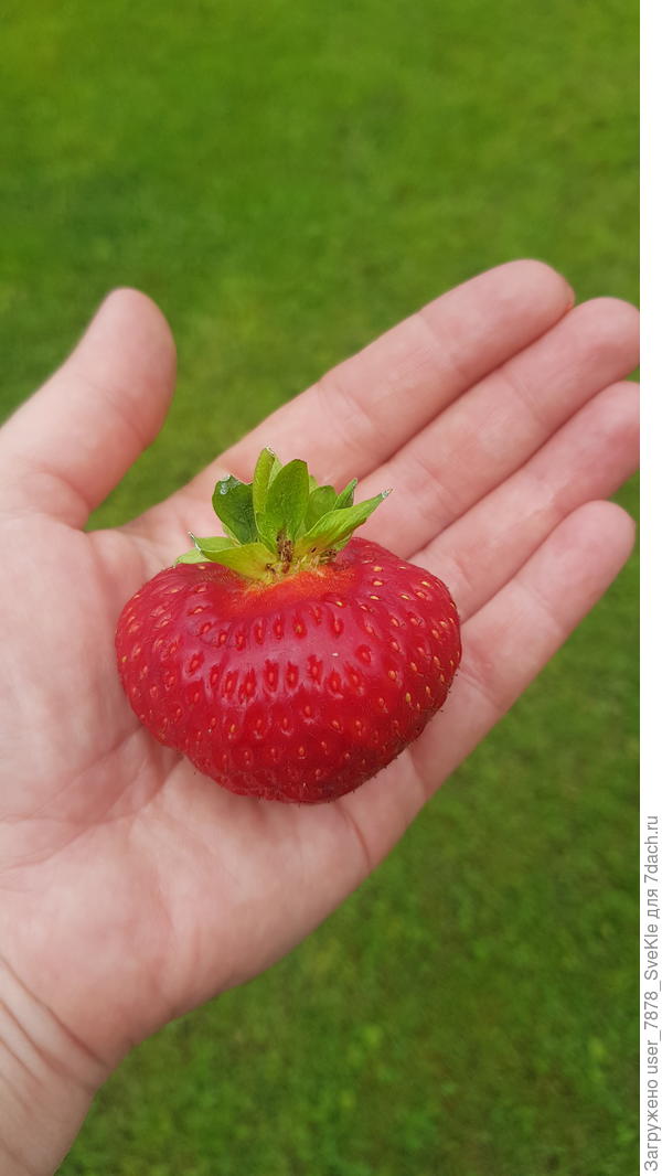 Клубничинка. Вообще, у нас ее немного. 3 маленьких грядочки. Но размер хороший у ягод)