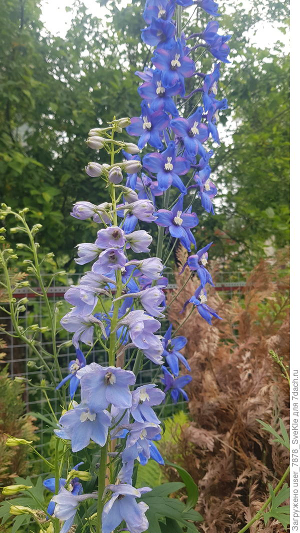 Выстояли только 2 оловянных солдатика. А я очень ждала цветение розового. Ну что ж, нам не привыкать ждать)))