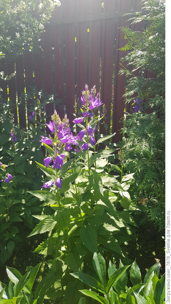 Цветет одновременно с чубушниками. После цветения, этот колокольчик выкашиваю под ноль, чтобы перед домом пройти можно было и кусты проветривплись))) Неубиваемый