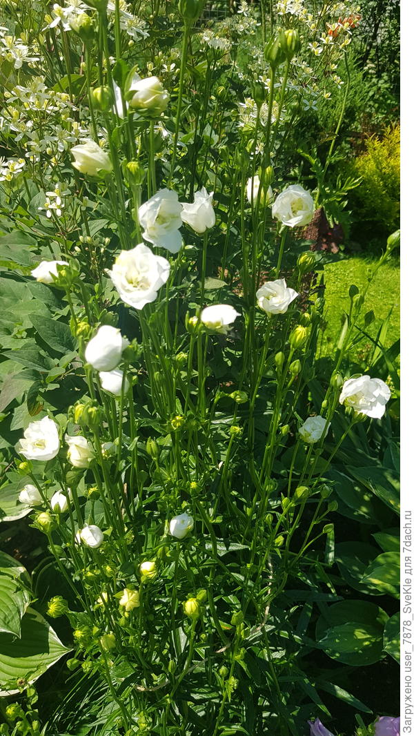 А это многолетний махровый, должен был быть фиолетовым 😬