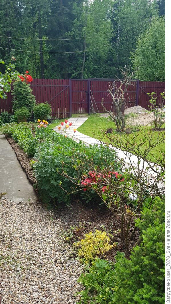 26 мая рабатка вдоль дома. Флоксы, тюльпаны, лилии, астильбы . Все спокойно растут. Мха нет. Сюда же сажаю циннии. Отгребаю ручными веернвми грабельками, где нужно, сажаю, затем  опять подгребаю керамзит.