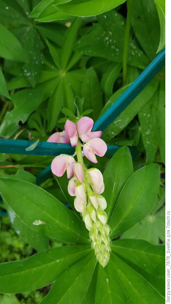 Оно точное красное?... дождем загнуло бедолагу...