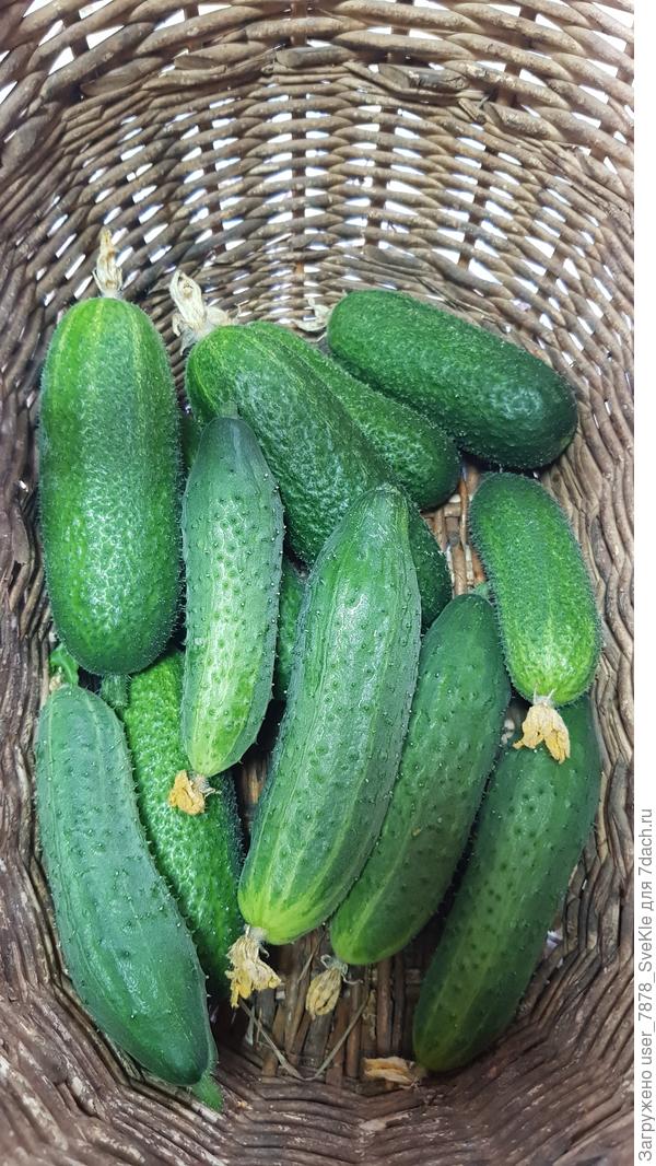 Наработали за 5 дней)