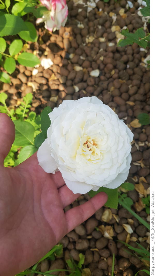 Дарю тебе первый цаеток новой японской розочки Принцесса Миюки. Миюки в переводе &quot;красивый снег&quot;.Пожалуйста, только не грусти 💙