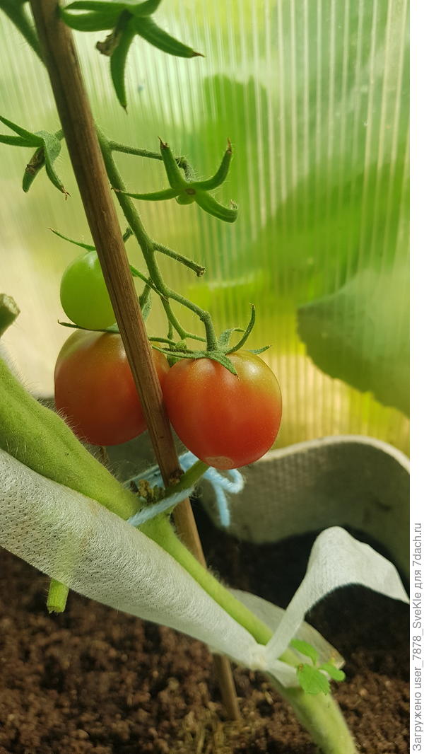 Черри Конфетки на ветке