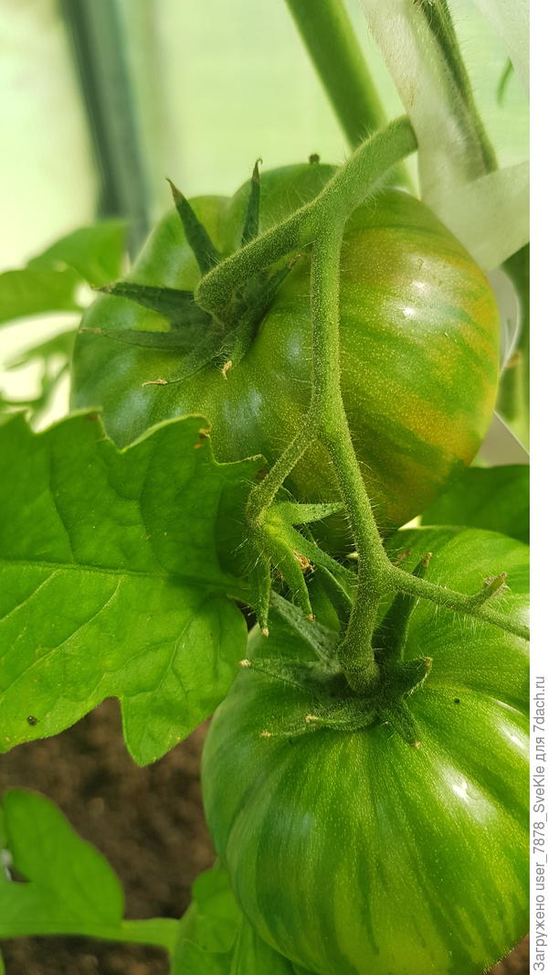 Темные полосы Сигеля