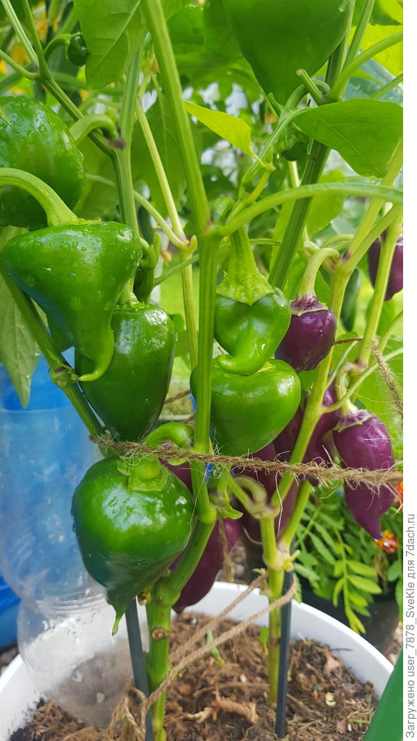 Леся и Большая семья