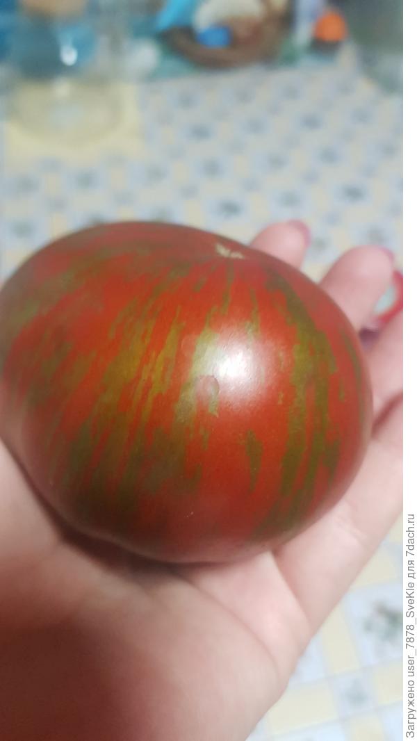 Первый томатик. Тёмные полосы Сигеля.